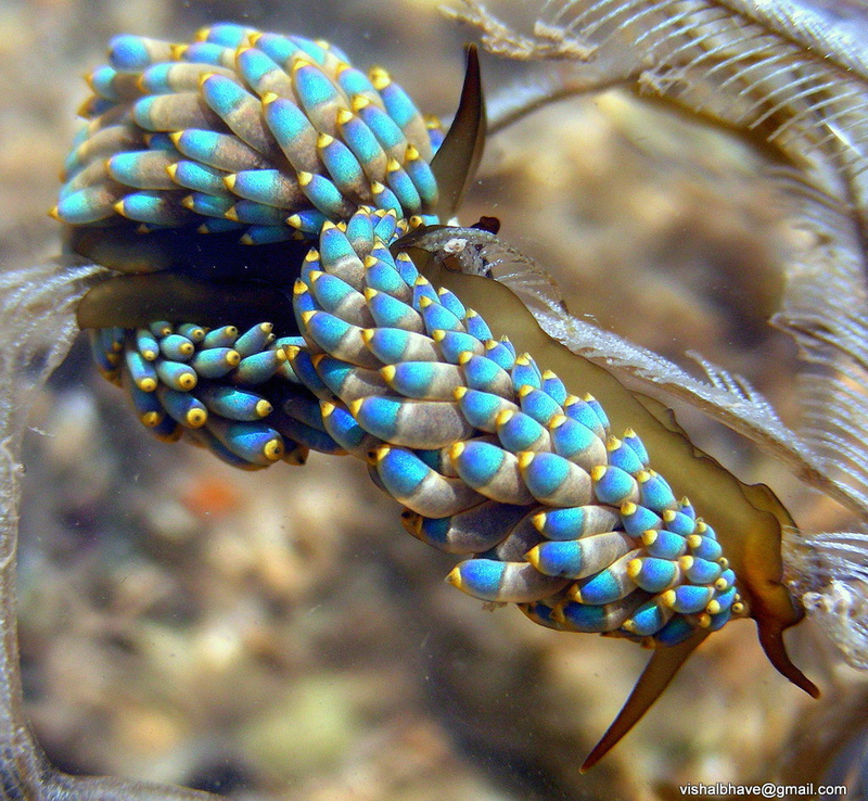Illustration for article titled Striking Photographs Of Sea Slugs Expose The Alien World Under the Sea